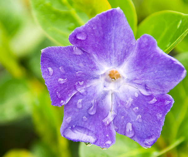 Flower with dew