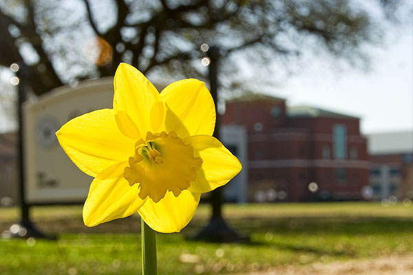 New Daffodil by the Drill Field