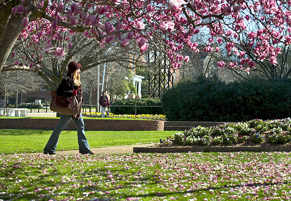 Japanese Magnolia signals Spring