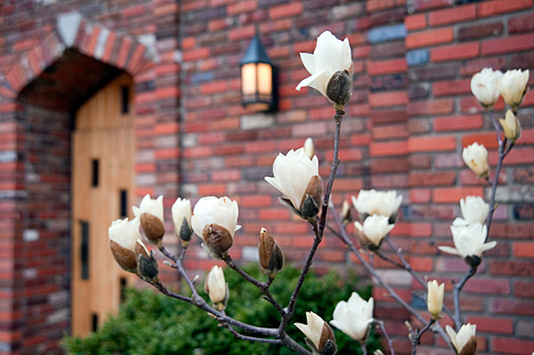 Magnolia buds near the Chapel of Memories