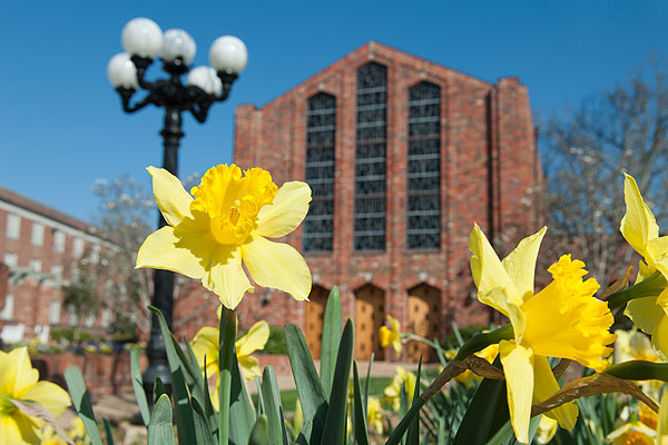 Daffodils in front of the Chapel