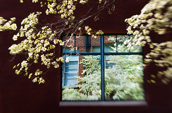 Library Dogwood blossoms