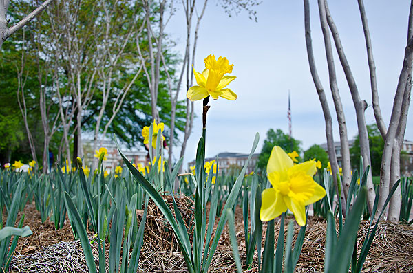 Daffodil on Drill Field