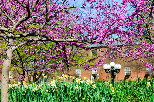 Purple spring flowers and daffodils