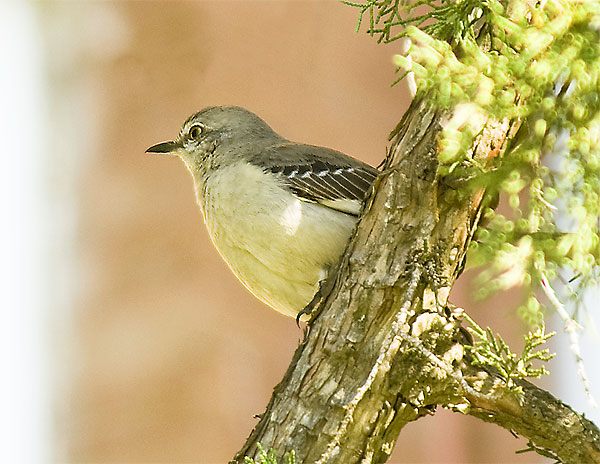 Drill Field Mockingbird