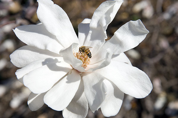 Bee pollinating Japanese Magnolia