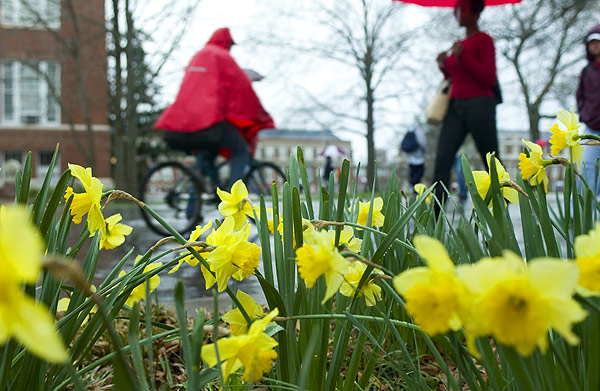 Rainy day daffodils