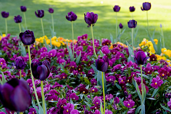 Beautiful Purple Spring Tulips