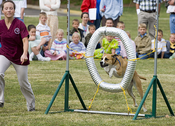 Dog Agility Demo at Vet School Open House