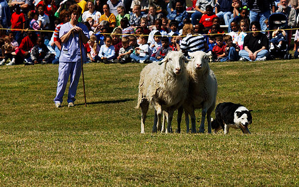 Sheepherding demonstration--Vet School Open House