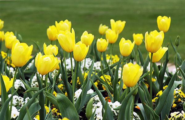 Flowers on the drill field