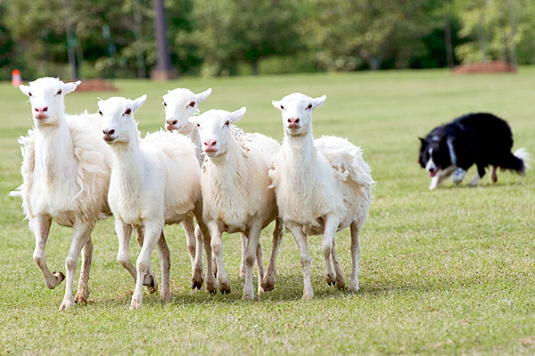 Flock of sheep herded by border collie