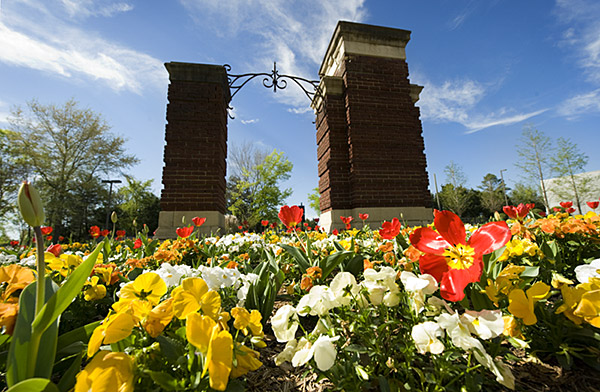 Tulips at Entrance Arch