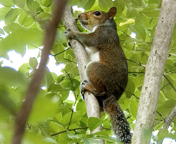 squirrel in tree in front of bakery