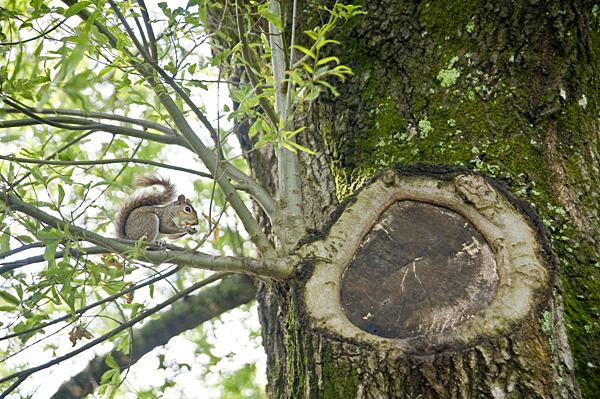 A squirrel enjoys a morning snack