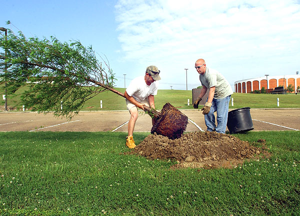 Campus Landscape plants Bald Cypress tree