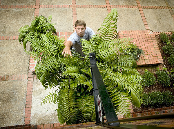 Hanging ferns at Chapel