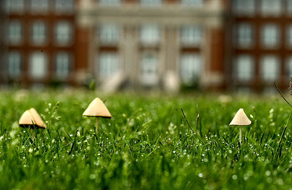 Mushrooms emerge on Drill Field