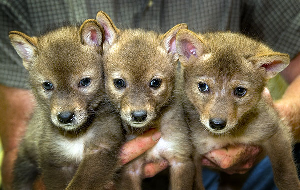 Baby coyotes at research facility