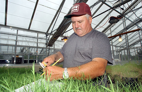 Taking bermuda grass measurements