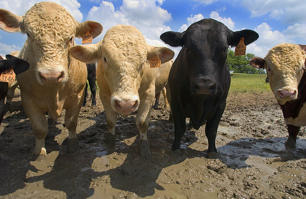 MSU research cows