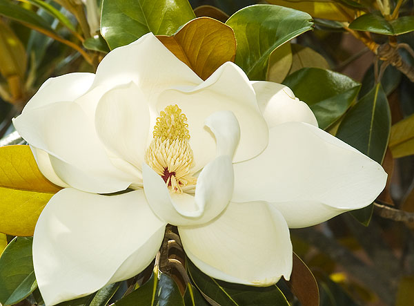 Blooming Magnolia