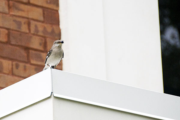 Mockingbird finding lunch