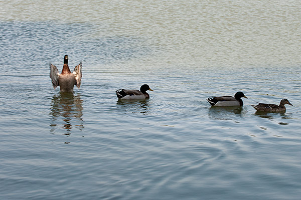 Ducks on Chadwick Lake