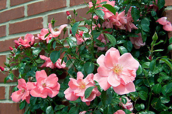 Lady Elsie May shrub rose