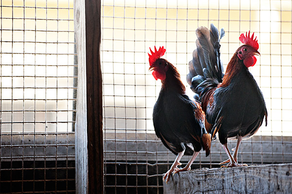 Poultry Science Roosters