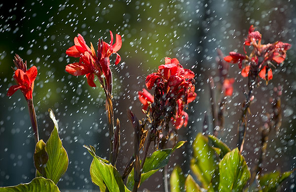 Shower for summer plantings