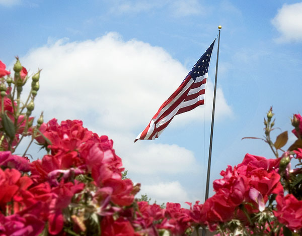 Flag and roses