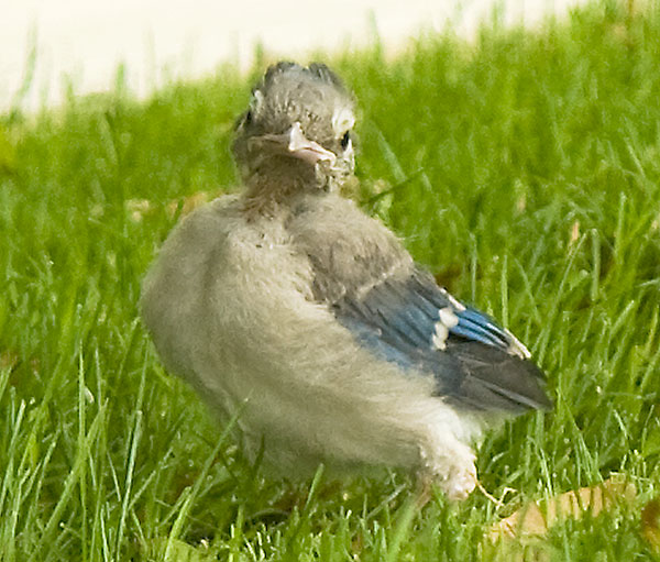 Baby Blue Jay