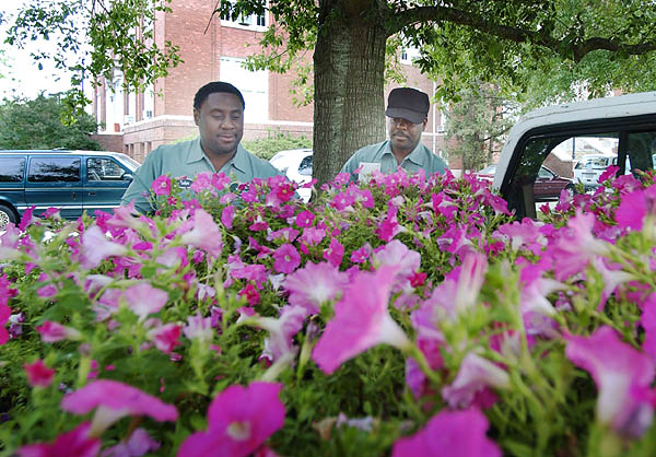 Planting petunias