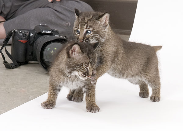 Baby bobcats in studio