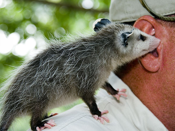 4-H&amp;amp;amp;#039;ers visit opossum at Wildlife Center