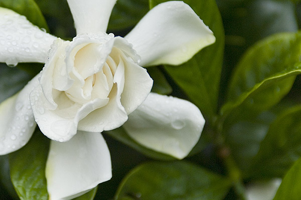 Gardenia Near Library