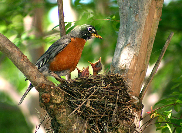 Birds in nest near Lloyd Ricks