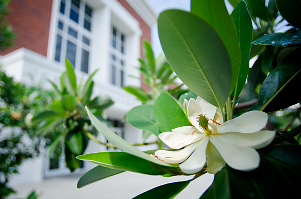 Magnolia outside Union