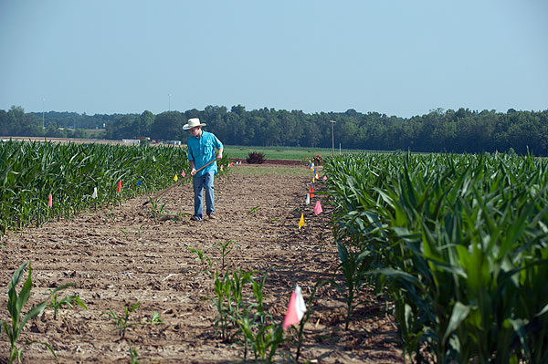 Corn field alley