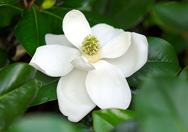 Magnolia bloom