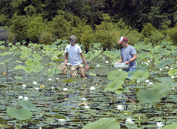 Water lilies at Natural Resources Summer Camp