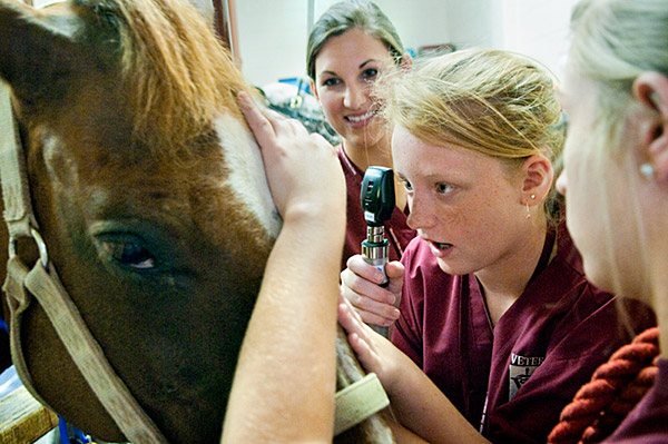 Veterinary Camp