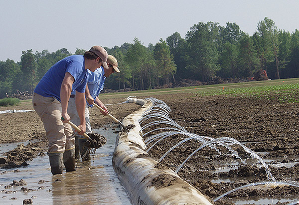 Irrigating Cotton Research Field