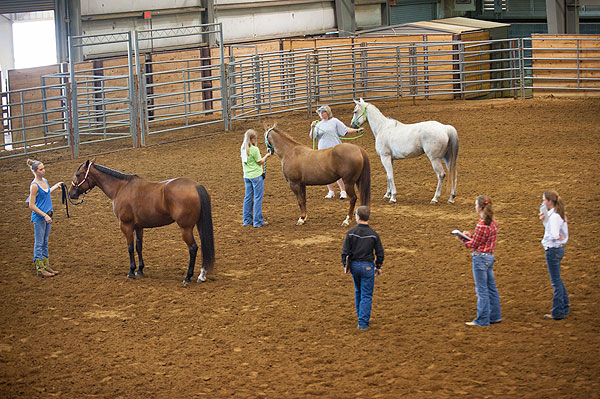 4-H&amp;#039;ers Judge Horses at Horse Park