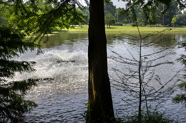 Eckie&amp;amp;amp;#039;s Pond returning to health