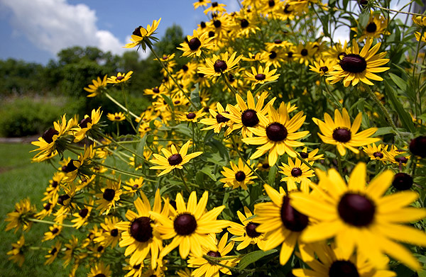 Flowers on South Farm