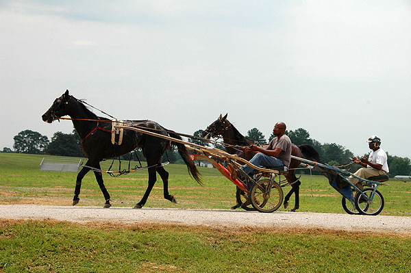 Horses on the new Horse Park Track