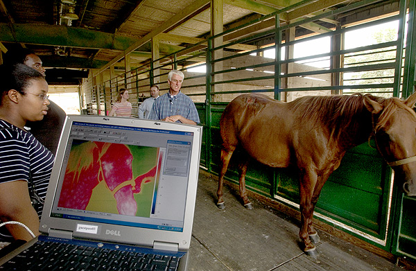 Equine Thermography