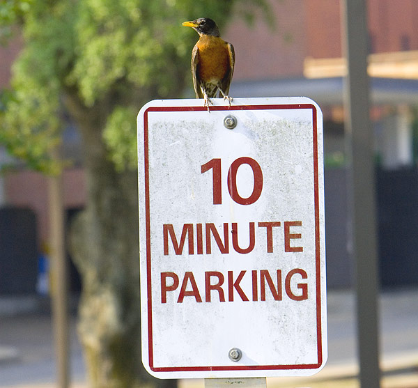 Robin Sitting on Top of a 10 Min Parking Sign